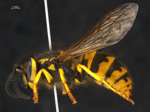 Vespula pensylvanica